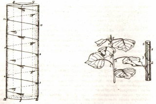 Gambar Bagan duduk daun dengan rumus 2/5