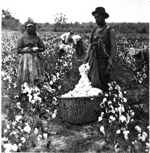 slaves picking cotton. Slaves picking cotton from