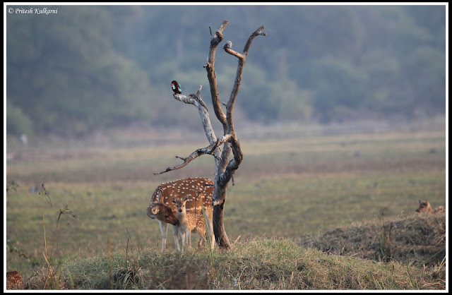 Spotted Deer at Bharatpur