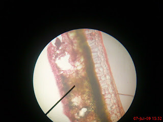 Cahaya Kehidupan LAPORAN PRAKTIKUM ANATOMI  TUMBUHAN I