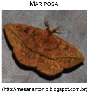 Mariposa