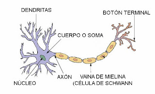 http://estaticos.elmundo.es/elmundosalud/documentos/2006/04/neuronas.swf