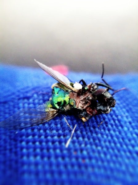 Deadfly