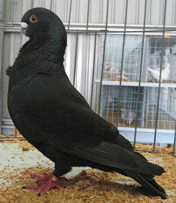 African Owl Pigeon