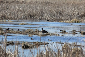 ducks, geese and gallinules galore