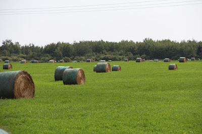 hay bales in field