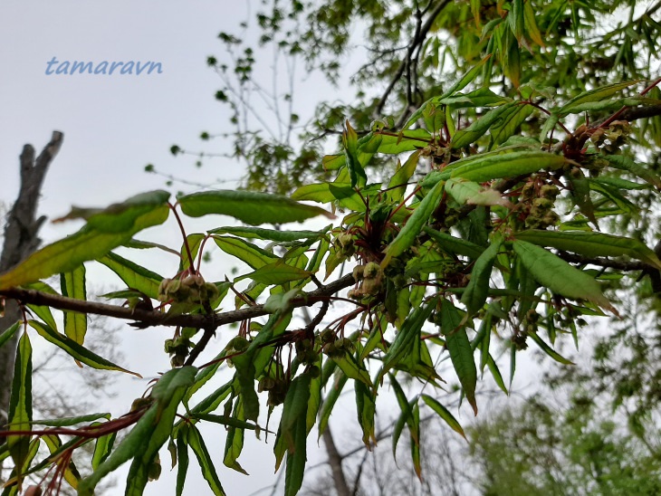 Клён маньчжурский (Acer mandshuricum)