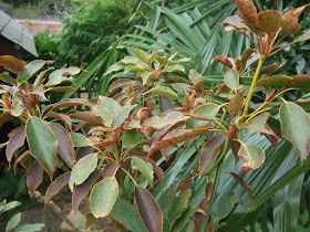 Trochodendron aralioides (Japan)