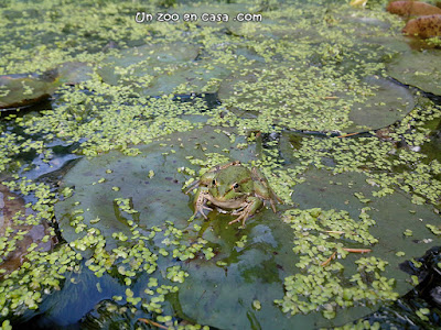 Rana común (Pelophylax perezi)