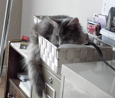 rescued cat in basket