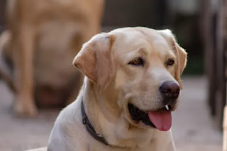 Labrador Retriever