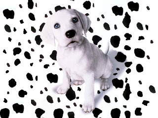 Dalmatian Wallpapers