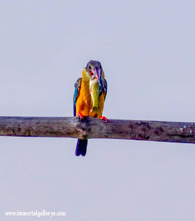 Stork-billed kingfisher