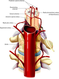   hnp คือ, hnp กายภาพบําบัด, microdiscectomy คือ, herniated nucleus pulposus พยาธิสภาพ, hnp ตรวจร่างกาย, hnp การพยาบาล, hnp icd 10, hbp คือ, hbp คือโรค