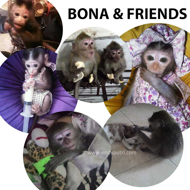 Bona & Friends