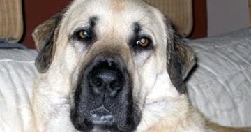 About Dog Anatolian Shepherd: Training Your Anatolian ...