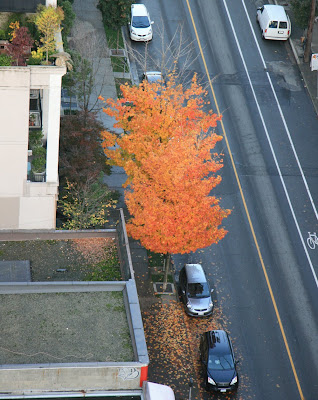 maple leaves falling on Homer Street