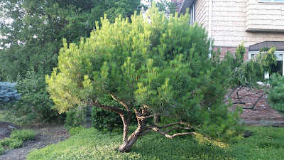 Pinus densiflora - Japanese Red Pine care and cultivation