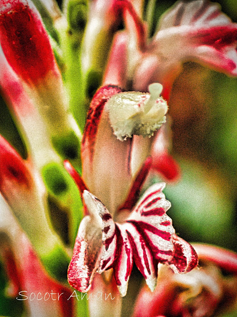 Alpinia japonica