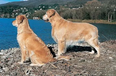 GOLDEN RETRIEVER