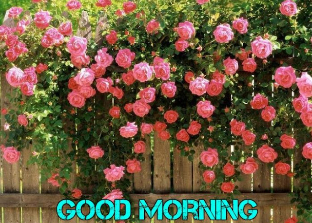 good morning rose garden image