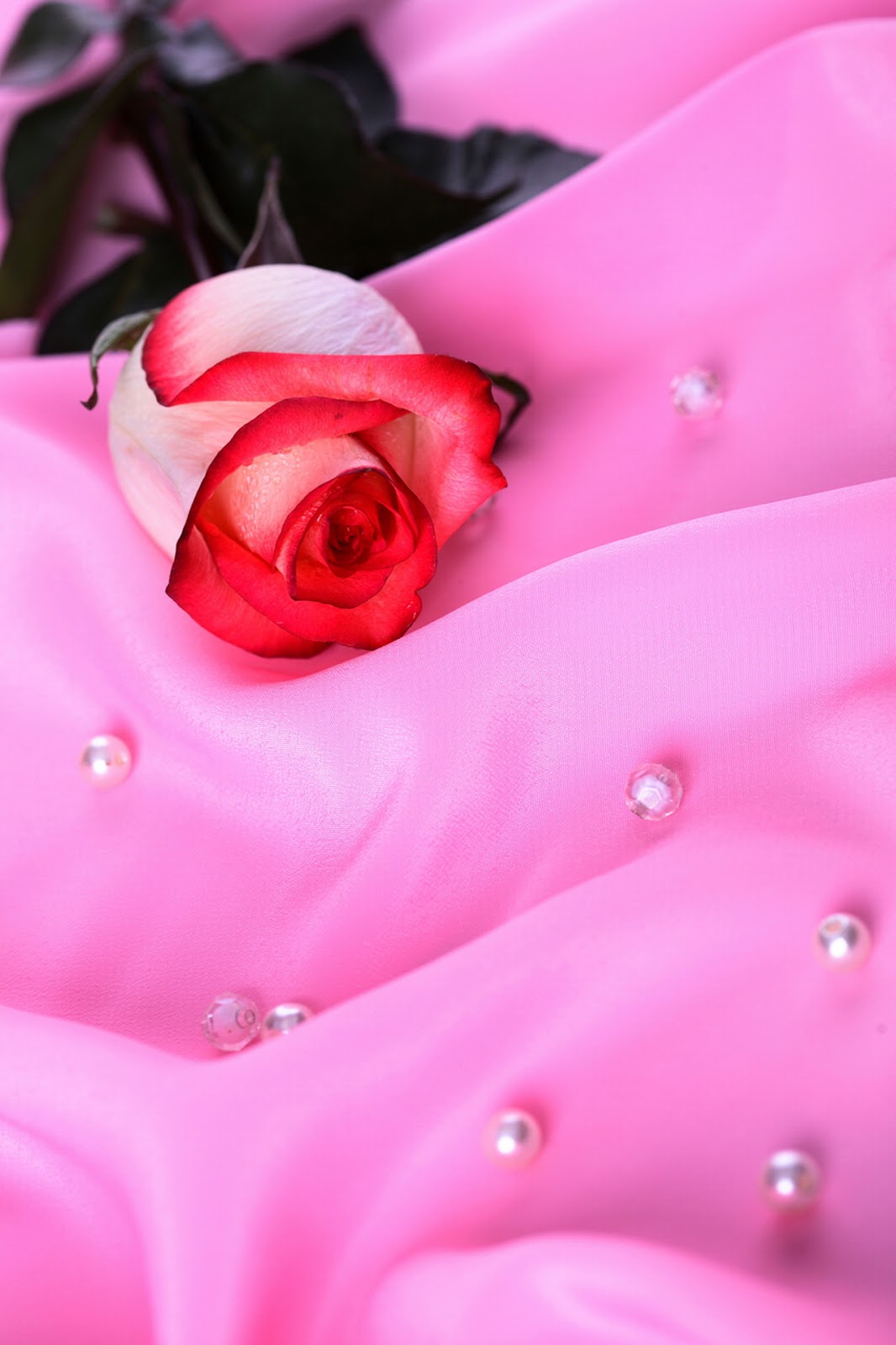 Gambar Bunga Mawar Yang Cantik Cantik GUDANG GAMBAR