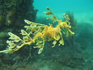 Leafy Seadragon