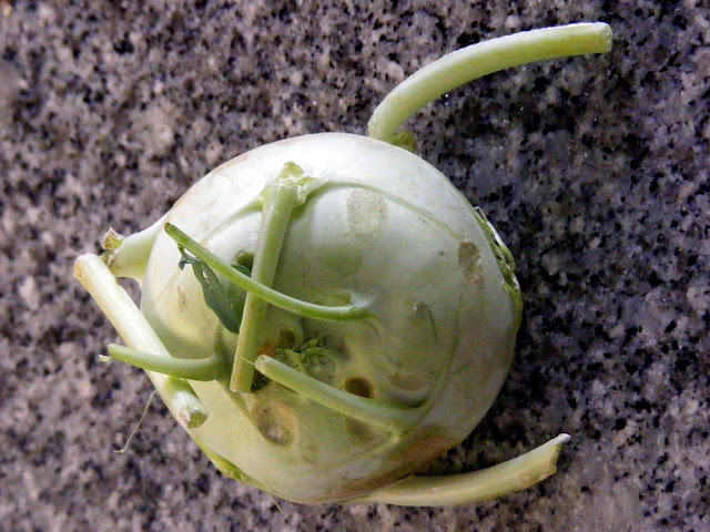 Kohlrabi. Indre et Loire. France. Photo by Loire Valley Time Travel.