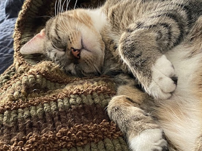 A grey cat with dark stripes and a white tummy is laying on her back/side on a blanket, looking relaxed.