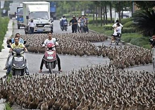 5000 Bebek Macetkan Jalan