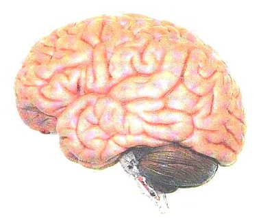 5 Hal unik tentang otak manusia