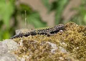 Wall Lizard - Ventnor Botanic Garden