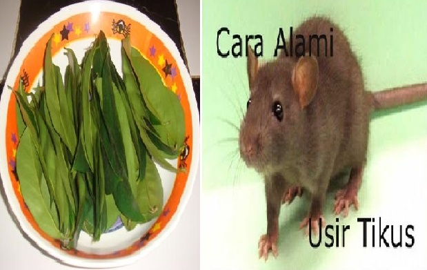 Cara Mudah Mengusir Tikus