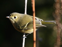 Hutton's Vireo