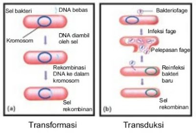 Jelaskan perbedaan transduksi dan transformasi pada