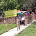 मेजर धनंजय सिंह के नेतृत्व में छात्र सैनिकों ने निकाली तिरंगा जागरूकता रैली 