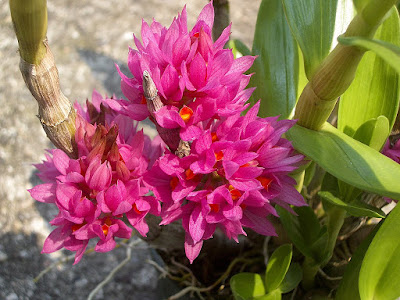 Dendrobium bracteosum care and culture