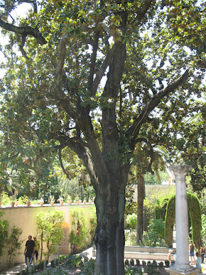 saucer magnolia tree facts. Magnolia+tree+facts