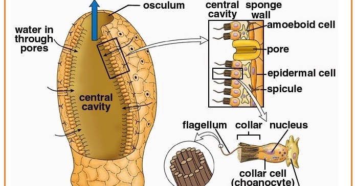 BIOLOGI GONZAGA: SOAL HEWAN INVERTEBRATA