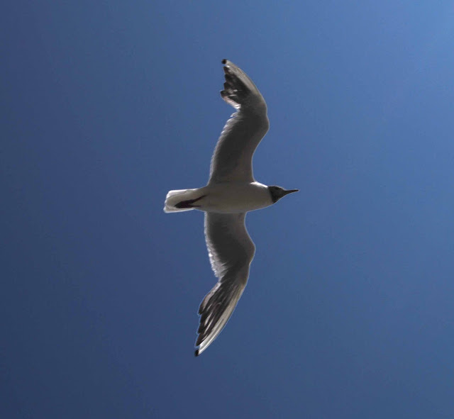 Pacific Gull, Larus pacificus, Belcher's Gull, Larus belcheri, Olrog's Gull, Larus atlanticus Black-tailed Gull, Larus crassirostris ,Heermann's Gull, Larus heermanni,Common Gull or Mew Gull, Larus canus,Ring-billed Gull, Larus delawarensis,California Gull, Larus californicusGreat Black-backed Gull, Larus marinus,Kelp Gull, Larus dominicanus, (called "Southern Black-backed Gull" or "Karoro" in New Zealand),Cape Gull, Larus dominicanus vetula,Glaucous-winged Gull, Larus glaucescens,Western Gull, Larus occidentalis,Yellow-footed Gull, Larus livens,Glaucous Gull, Larus hyperboreus,Iceland Gull, Larus glaucoides,Kumlien's Gull, Larus glaucoides kumlieni Thayer's Gull, Larus thayeri,European Herring Gull, Larus argentatus,Heuglin's Gull, Larus heuglini,American Herring Gull,Larus smithsonianus,Yellow-legged Gull,Larus michahellis,Caspian Gull, Larus cachinnans,East Siberian Herring Gull, Larus vegae,Armenian Gull,Larus armenicus,Slaty-backed Gull,Larus schistisagus,Lesser Black-backed Gull,Larus fuscus,White-eyed Gull,Ichthyaetus leucophthalmus,Sooty Gull,Ichthyaetus hemprichii,Great Black-headed Gull,Ichthyaetus ichthyaetus,Audouin's Gull, Ichthyaetus audouinii,Mediterranean Gull, Ichthyaetus melanocephalus,Relict Gull, Ichthyaetus relictus,Dolphin Gull, Leucophaeus scoresbii,Laughing Gull, Leucophaeus atricilla,Franklin's Gull, Leucophaeus pipixcan,Lava Gull, Leucophaeus fuliginosus,Gray Gull, Leucophaeus modestus,Silver Gull, Chroicocephalus novaehollandiae,Red-billed Gull, Chroicocephalus scopulinus,Hartlaub's Gull, Chroicocephalus hartlaubii,  Brown-hooded Gull, Chroicocephalus maculipennis,Gray-hooded Gull, Chroicocephalus cirrocephalus,Andean Gull, Chroicocephalus serranus,Black-billed Gull, Chroicocephalus bulleri,Brown-headed Gull, Chroicocephalus brunnicephalus,Black-headed Gull, Chroicocephalus ridibundus,Slender-billed Gull, Chroicocephalus genei,Bonaparte's Gull, Chroicocephalus philadelphia,