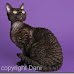 devon rex pic