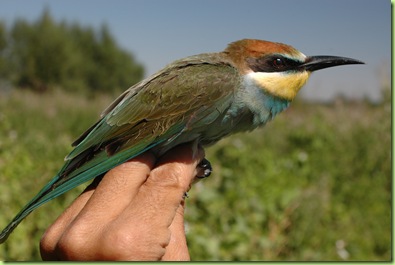 M. apiaster3 Cañizar 07