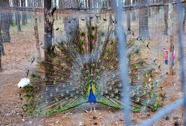 peacock