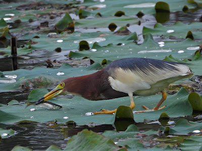 Chinese Pond Heron in Changsha