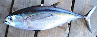 ikan tuna