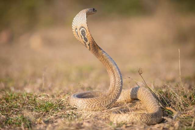 Spectacled-Cobra