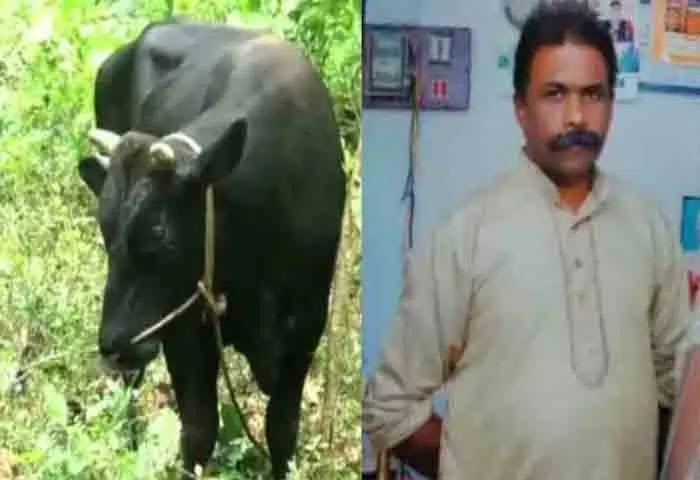 News, Kerala-News, Kerala, News-Malayalam, Kottayam, Injured, Bull Attack, Killed, Hospital, Treatment, Regional-News, Local-News, Kottayam: Man killed by bull attack.