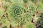 Sempervivum tectorum - Common houseleek care and culture