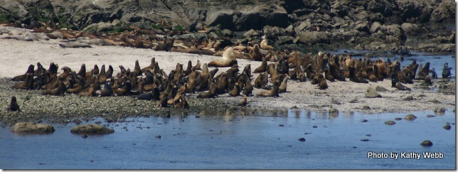 California Sea Lions charging to the beach