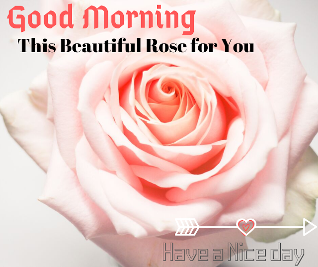 A gold color rose  Good Morning  Images